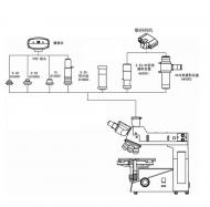 顯微鏡成像系統(tǒng)示意圖
